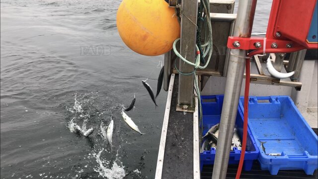 Large picture for advert 92662