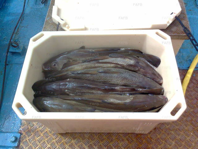 Large picture for advert 76587