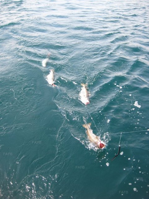 Large picture for advert 90893