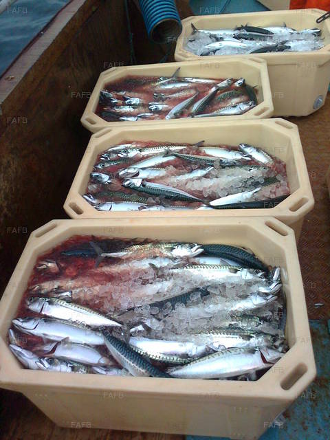 Large picture for advert 76587