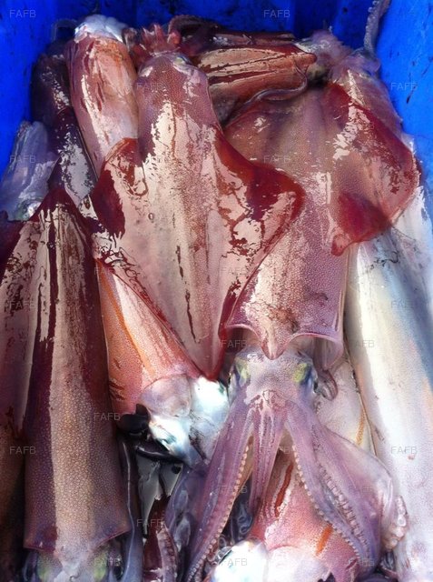 Large picture for advert 90605