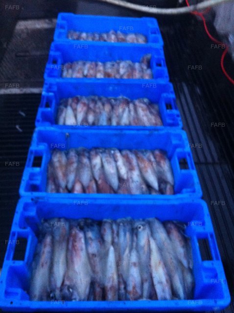 Large picture for advert 90605