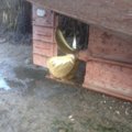 Extra picture for advert 64615